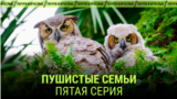 "Пушистые семьи". Пятая серия