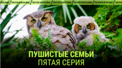 "Пушистые семьи". Пятая серия